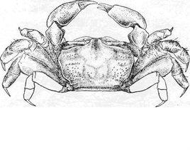 寧波泥蟹 寧波泥蟹