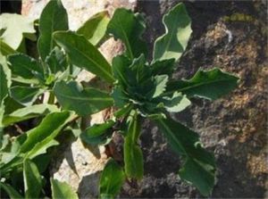 假還陽參屬 假還陽參屬