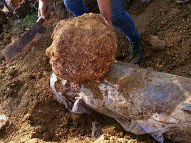 全生茯苓散 全生茯苓散