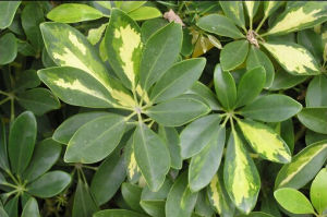 狹葉鵝掌柴 狹葉鵝掌柴