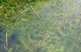 龍鬚眼子菜[龍鬚眼子菜]