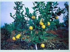 金錢蜜橙 金錢蜜橙