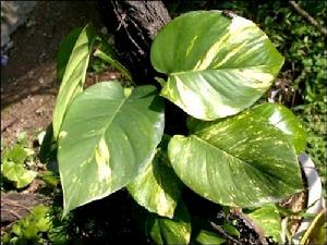 銀星綠蘿 銀星綠蘿