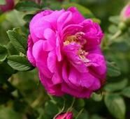 玫紫紅球 玫紫紅球