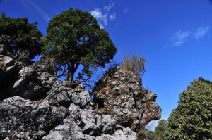 攀枝花綠石林 攀枝花綠石林