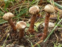 托柄灰包 托柄灰包