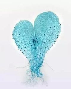 雷帝嘎嘎蕨 雷帝嘎嘎蕨