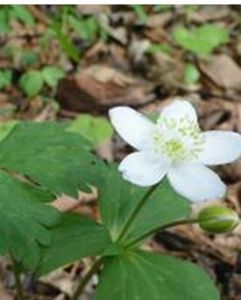毛果銀蓮花 毛果銀蓮花