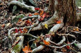 回國養老 回國養老