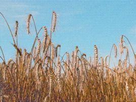 斯佩爾特小麥 斯佩爾特小麥