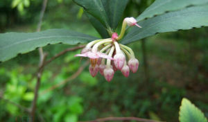 梯脈紫金牛 梯脈紫金牛