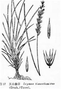 天山賴草 天山賴草