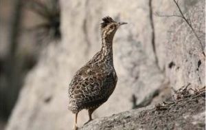 侏(共鳥) 侏(共鳥)