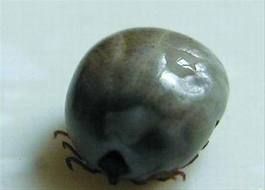 防治措施——滅蜱