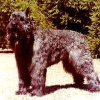 法蘭德斯畜牧犬