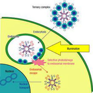 光誘導型基因傳遞系統 光誘導型基因傳遞系統