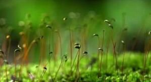 圓枝棉蘚 圓枝棉蘚