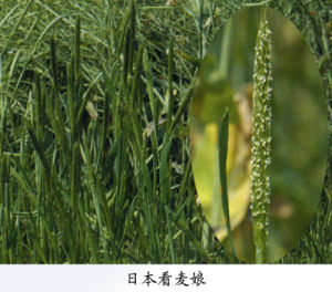日本看麥娘