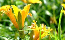 有機黃花菜 有機黃花菜