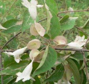 雙盾木屬 雙盾木屬