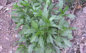 山西南牡蒿 山西南牡蒿