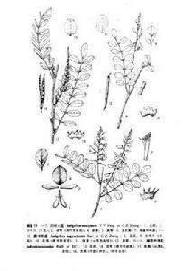 橢圓葉木藍 橢圓葉木藍