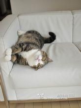 小貓Maru 小貓Maru