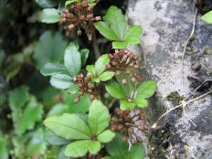 景洪崖爬藤 景洪崖爬藤