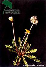 丹東蒲公英圖片