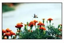 秋菊飛蟲圖 秋菊飛蟲圖