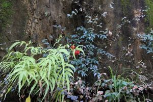 鈣質土植物 鈣質土植物