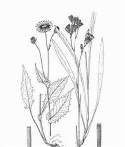 山柳菊屬 山柳菊屬