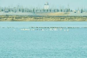 白天鵝濕地自然保護區 白天鵝濕地自然保護區