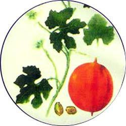 白峴吊瓜子 白峴吊瓜子