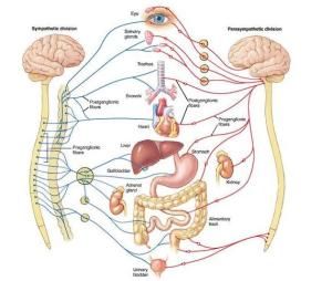 自律神經 自律神經