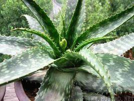 皂質蘆薈 皂質蘆薈