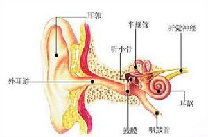 聽覺器官