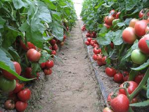 朝研粉王-番茄 朝研粉王-番茄