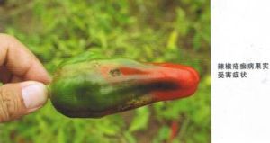 辣(甜)椒瘡痂病 辣(甜)椒瘡痂病