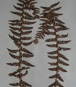 芒刺耳蕨 芒刺耳蕨