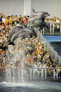 (圖)大連老虎灘極地館