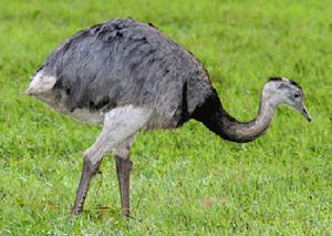 美洲鴕科：大美洲鴕 Rhea americana