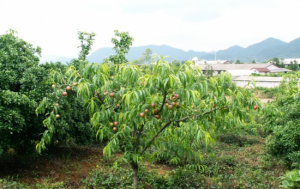 蘭溪名果山莊 蘭溪名果山莊