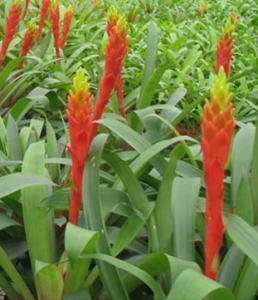 黃芩亞屬 黃芩亞屬