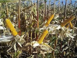 德美亞3號 德美亞3號