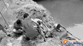 九牛二虎 九牛二虎