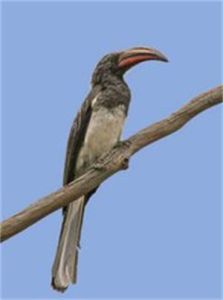 亨氏彎嘴犀鳥 亨氏彎嘴犀鳥