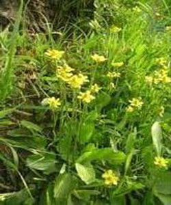 扁果毛茛 扁果毛茛