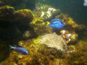 顆石藻類 顆石藻類