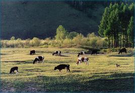 開魯縣麥新鎮 開魯縣麥新鎮